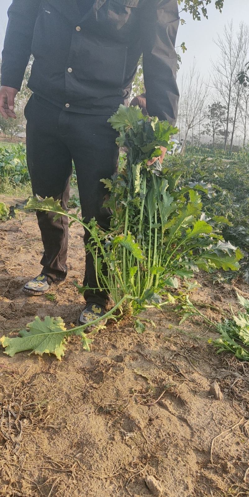 【精选】水洗无沙无泥梅干菜大量现货供应产地一手货源直发