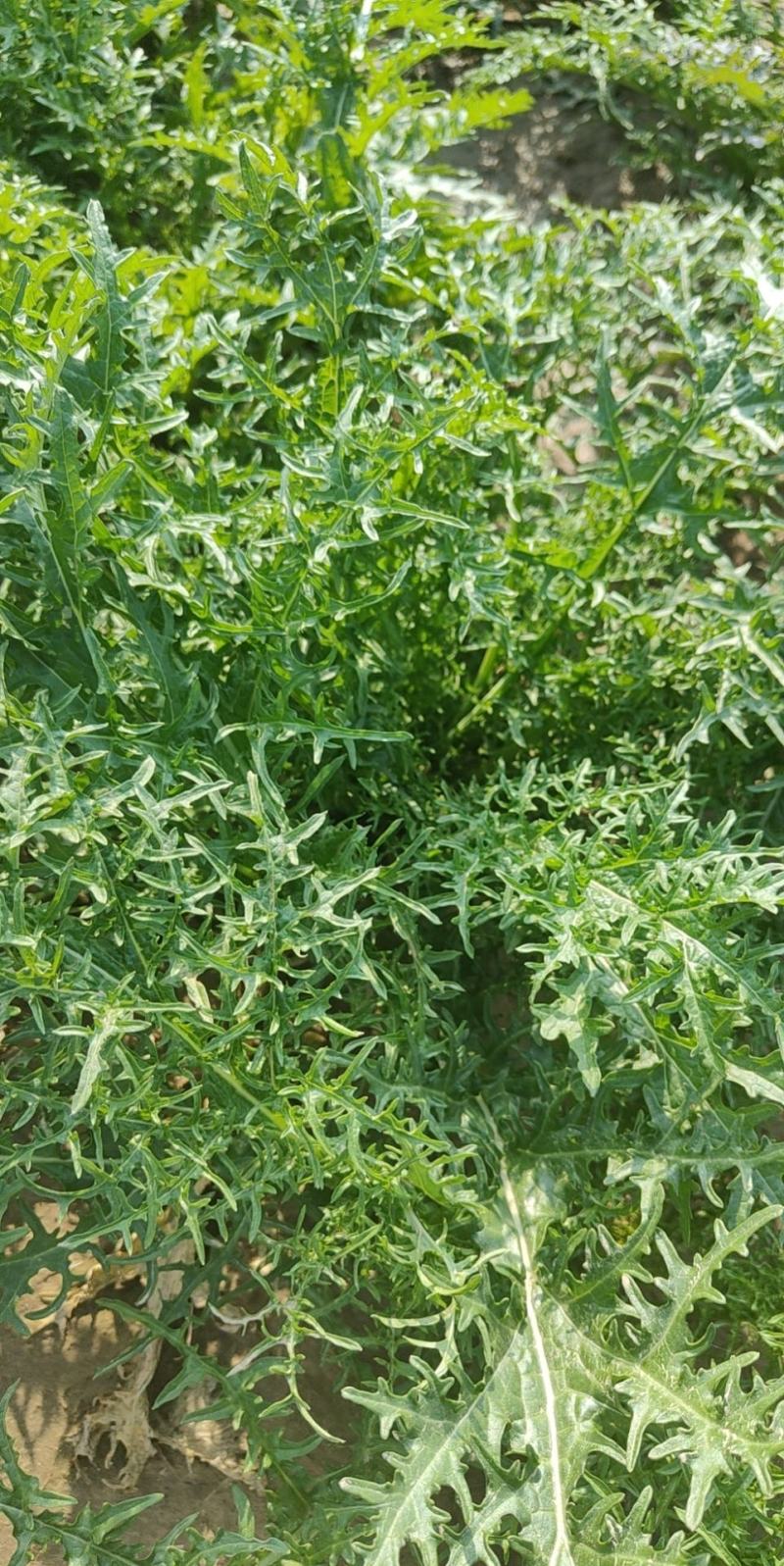 【精选】水洗无沙无泥梅干菜大量现货供应产地一手货源直发