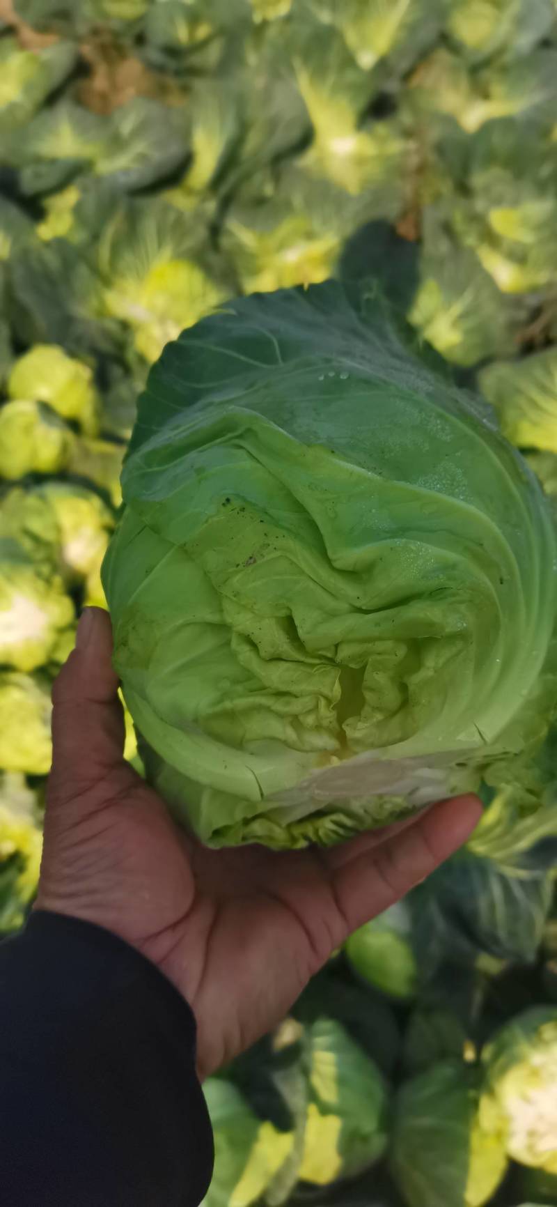 河南新野甘蓝，大量上市，产地直发，一手货源，量大从优，