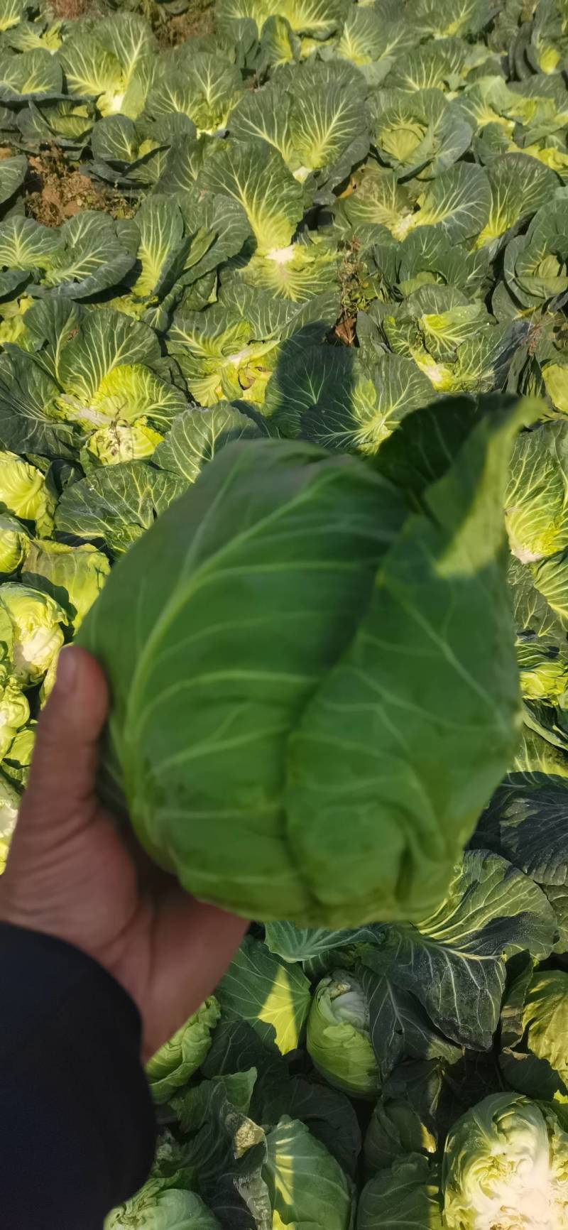 河南新野甘蓝，大量上市，产地直发，一手货源，量大从优，