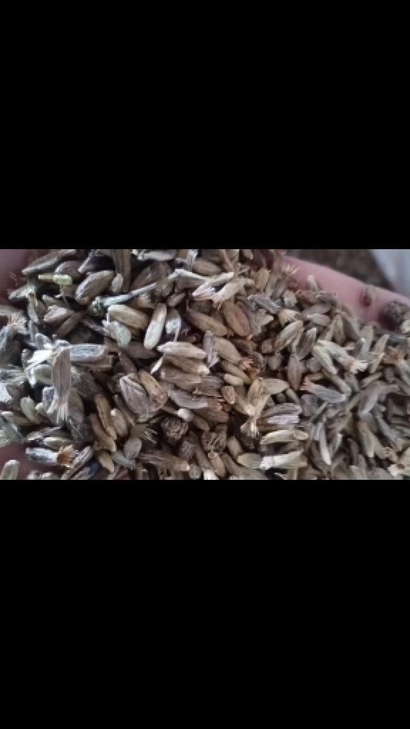白术产新中