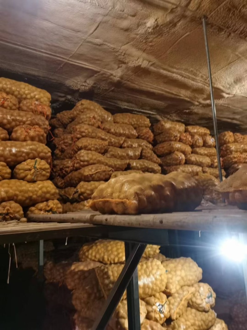 土豆种，精品土豆种大量供应，大量有货，产量高