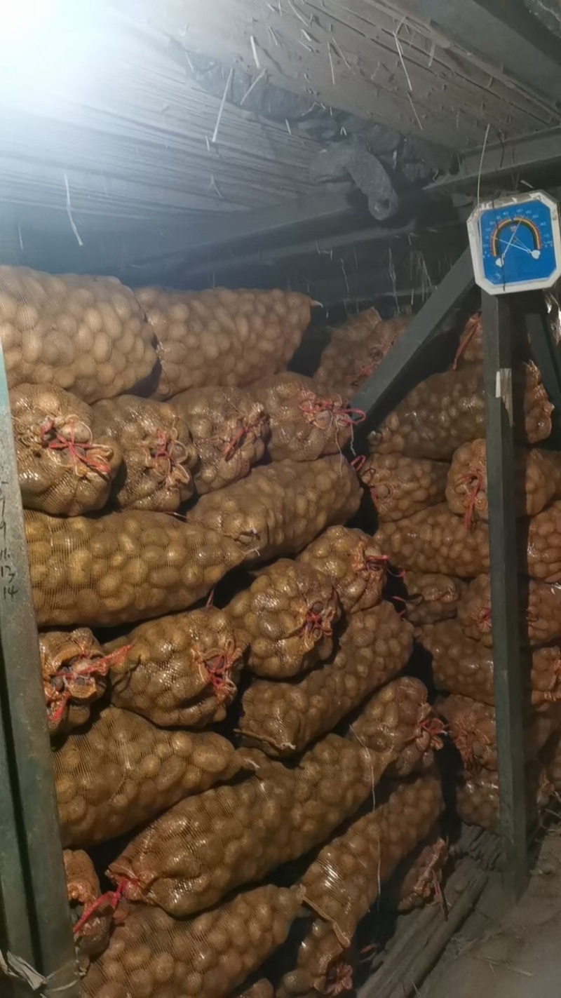 土豆种，精品土豆种大量供应，大量有货，产量高