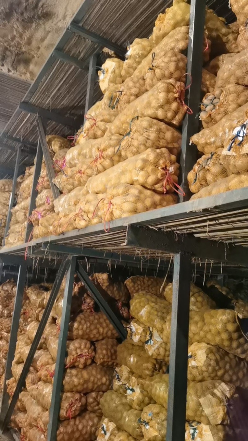 土豆种，精品土豆种大量供应，大量有货，产量高
