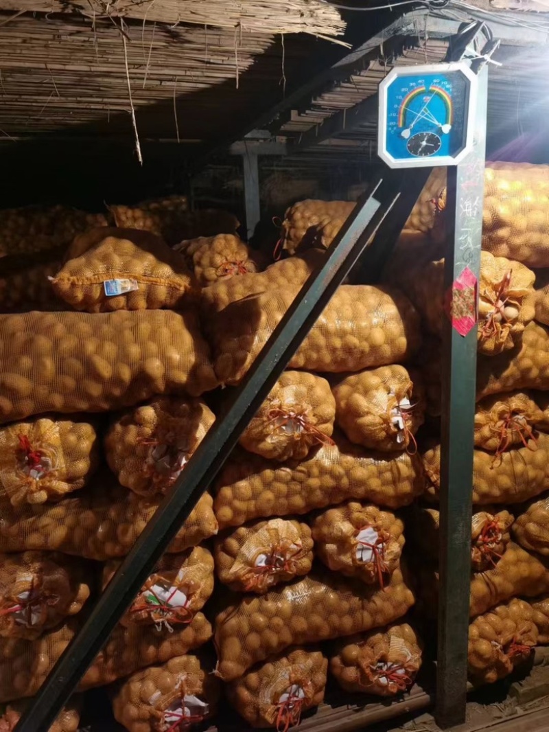 土豆种，精品土豆种大量供应，大量有货，产量高