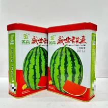 善高盛世甜王西瓜种子高产早熟抗病杂交一代大红瓤西瓜种籽大