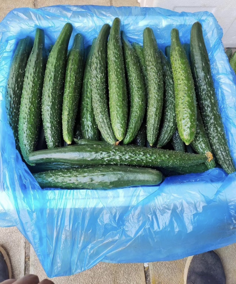 云南精品密刺黄瓜，产地直发，保质保量，欢迎选购