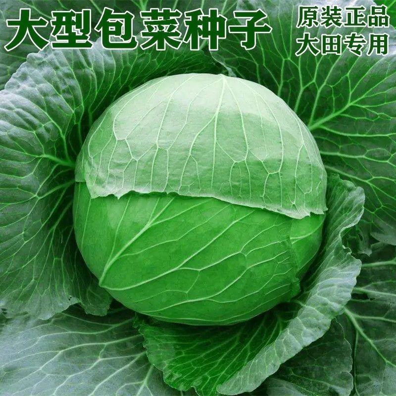春棚绿球杂交甘蓝种子大头菜包心菜种子籽早熟45天杂交甘蓝