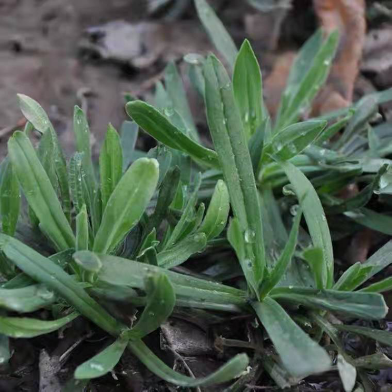 新一批面条菜已上市，新鲜野菜，需要可联系