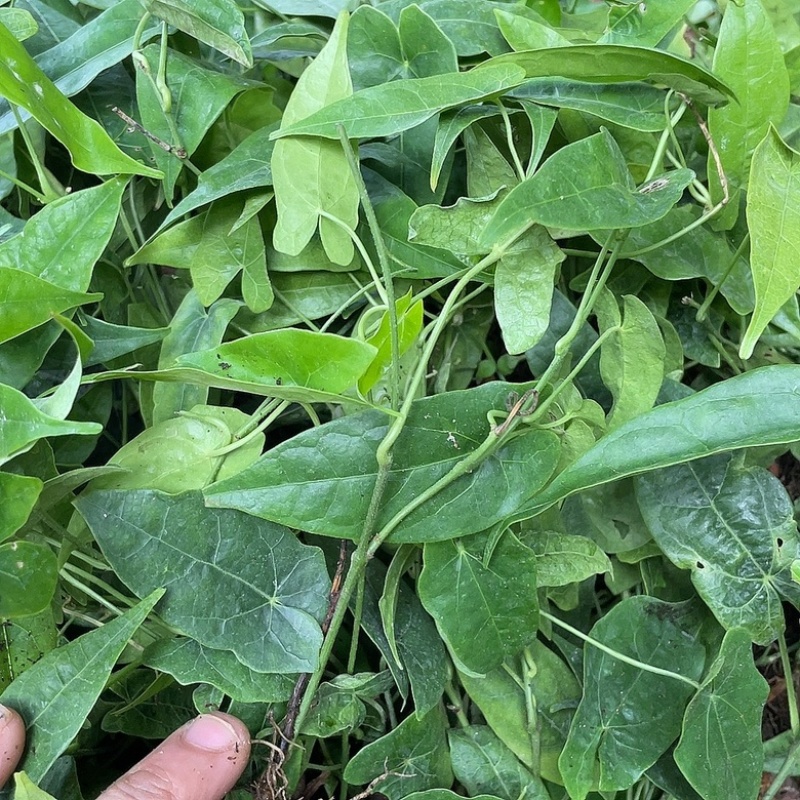 金果榄。中药材地苦胆种苗