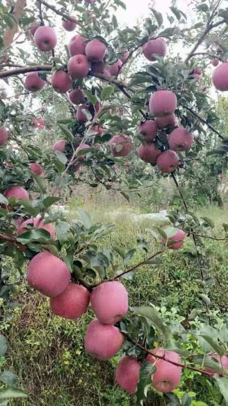 华硕苹果，上市了，价格美丽，苹果美丽欢迎合作