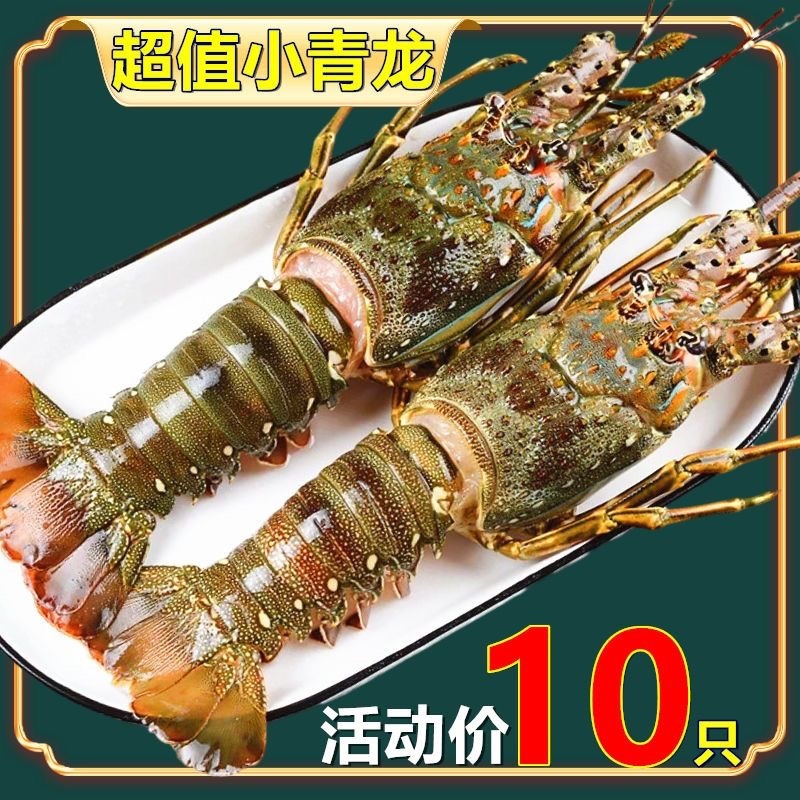 小青龙虾鲜活冻品花龙波龙虾小青龙龙虾包邮