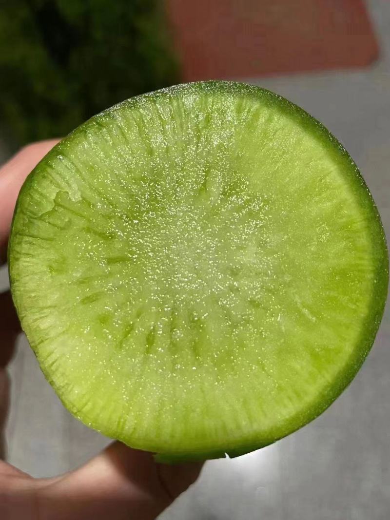 本地正宗沙窝萝卜口感好质量高，大量上市