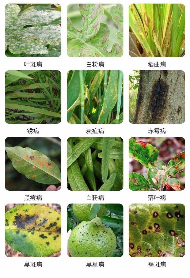 17%唑醚氟环唑整箱批发价格优惠