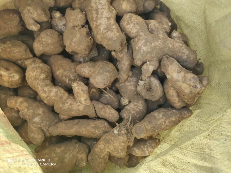 老姜生姜大黄姜小黄姜产地货源，电商一件代发，批发市场均可