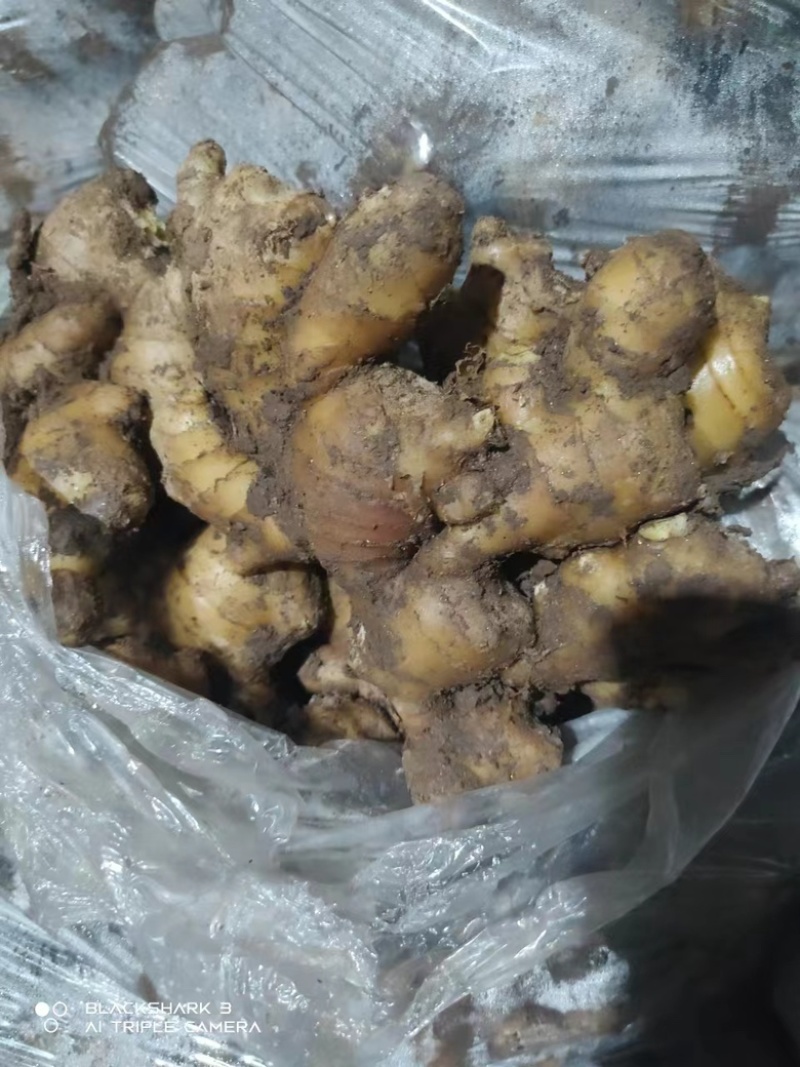 老姜生姜大黄姜小黄姜产地货源，电商一件代发，批发市场均可