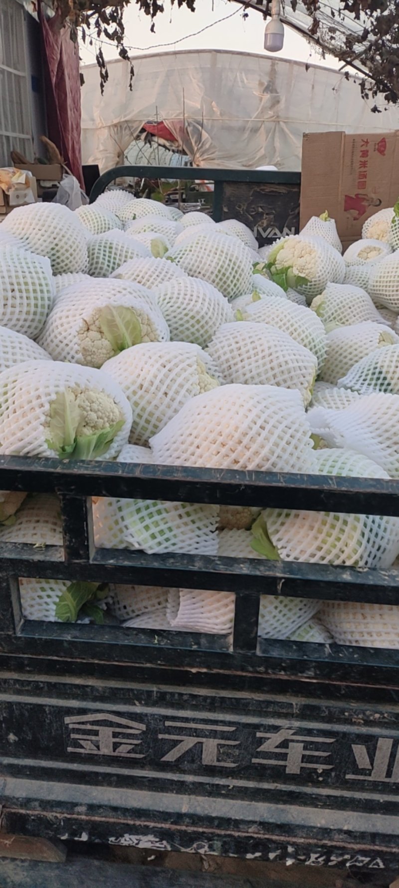 菜花