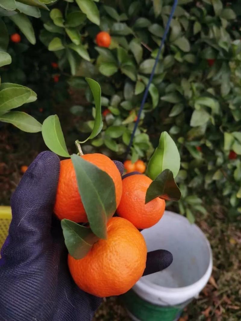 广西砂糖橘，沙糖桔汁多皮薄，无渣，质量保证，代发全国