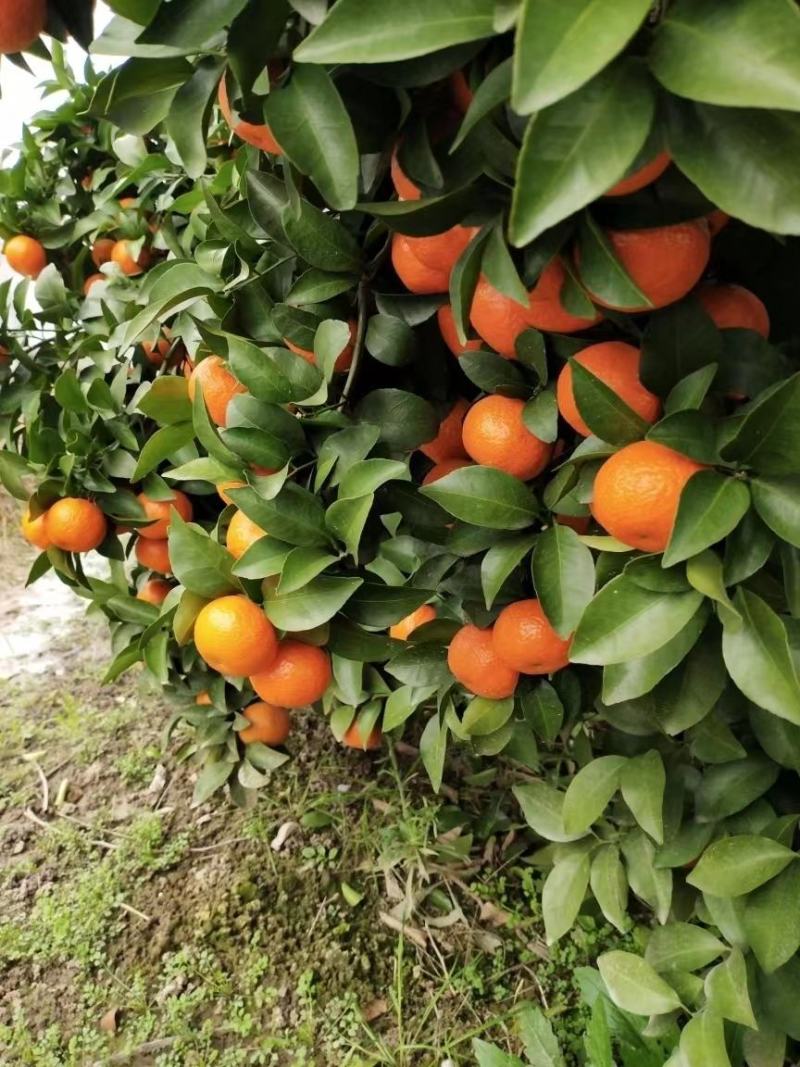 广西砂糖橘，沙糖桔汁多皮薄，无渣，质量保证，代发全国