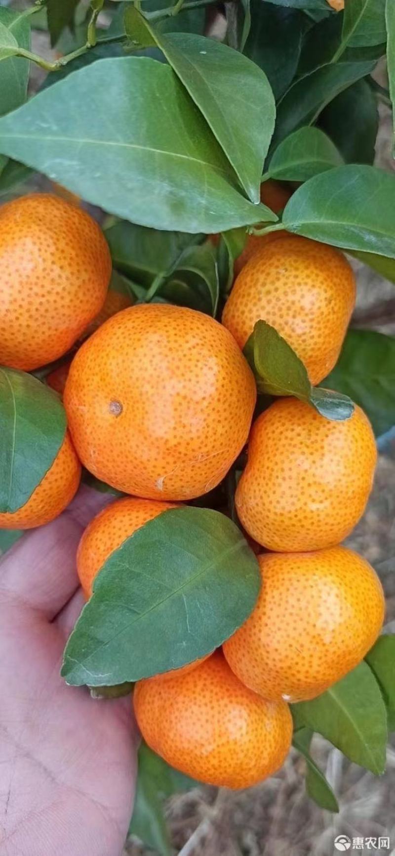 广西砂糖橘，沙糖桔汁多皮薄，无渣，质量保证，代发全国