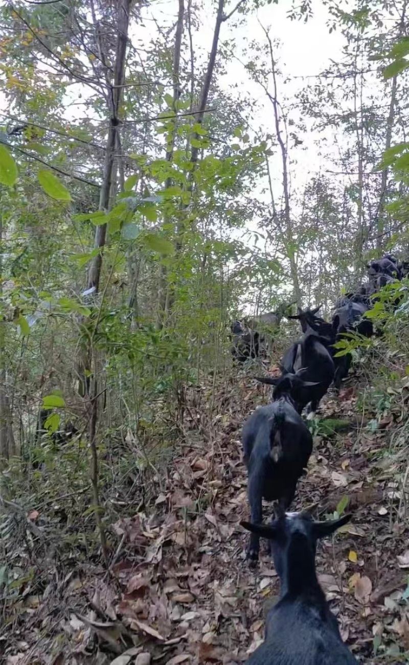 广西深山黑山羊，自然放养，肉质好支持视频看货，欢迎选购