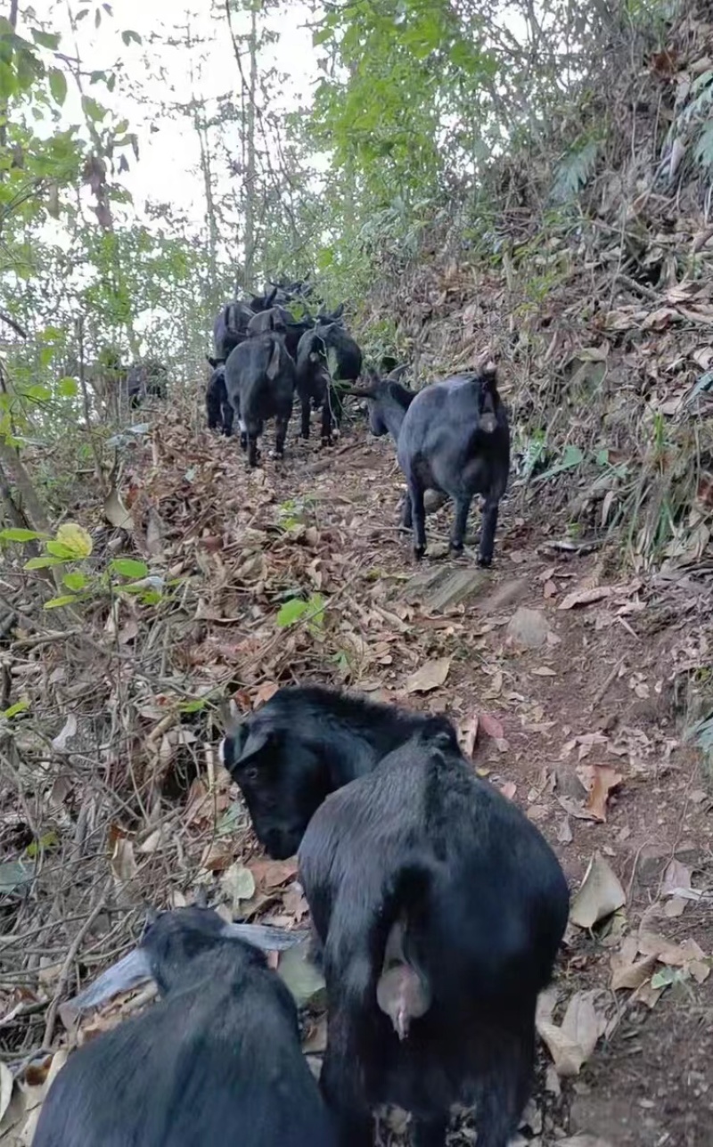 广西深山黑山羊，自然放养，肉质好支持视频看货，欢迎选购