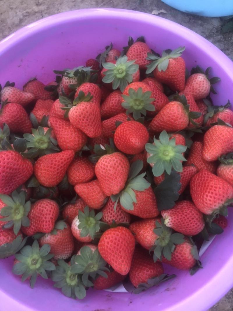 本地草莓大量上市，红颜，天仙醉，宁玉，妙香，太空批量出货