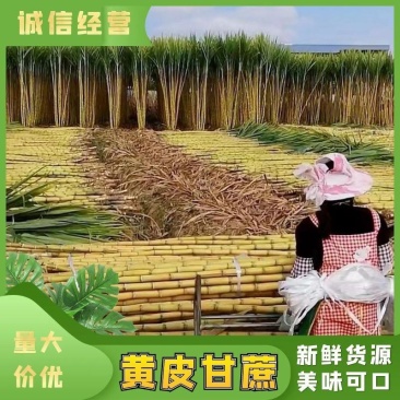 【优选】云南黄金甘蔗，一手货源产地代收代发，全国供应