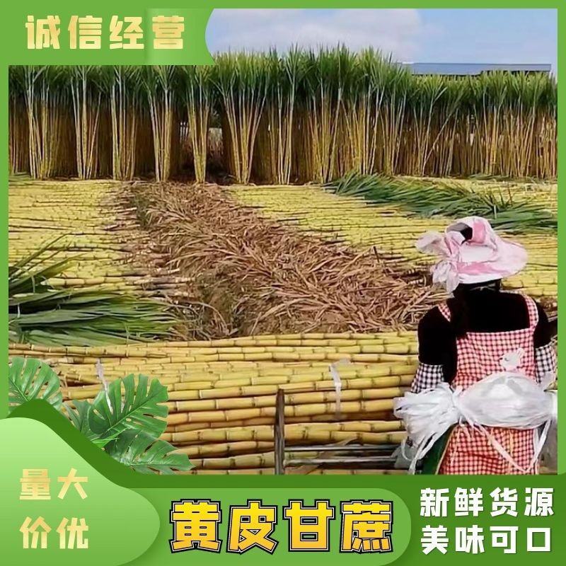 【优选】云南黄金甘蔗，一手货源产地代收代发，全国供应