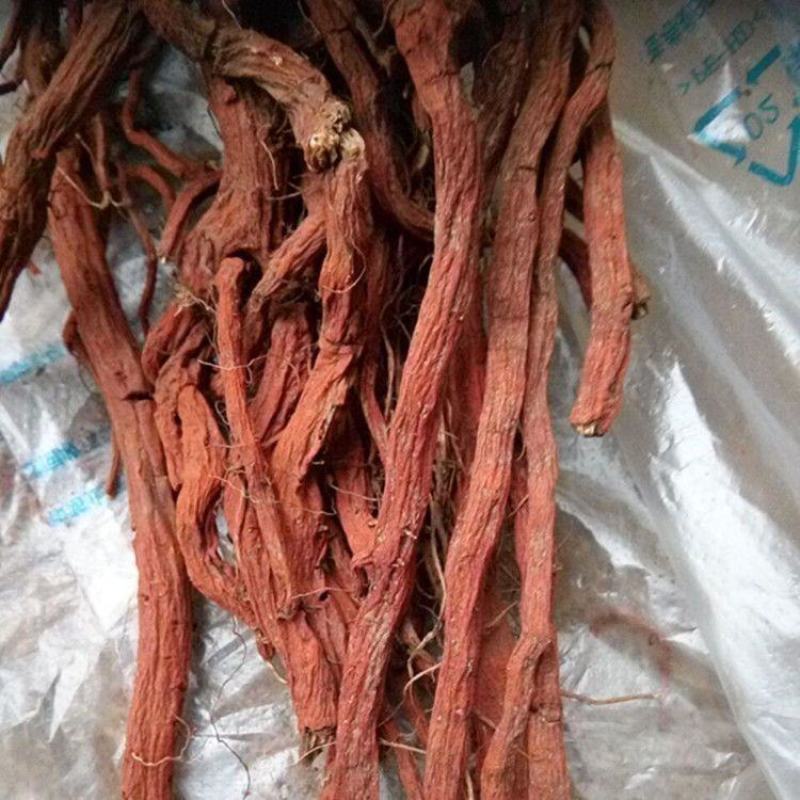 手选紫花丹参煲汤根红血参泡茶山东丹参籽红根草