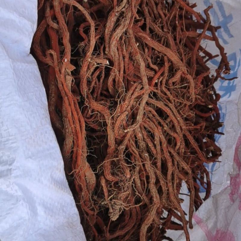 手选紫花丹参煲汤根红血参泡茶山东丹参籽红根草
