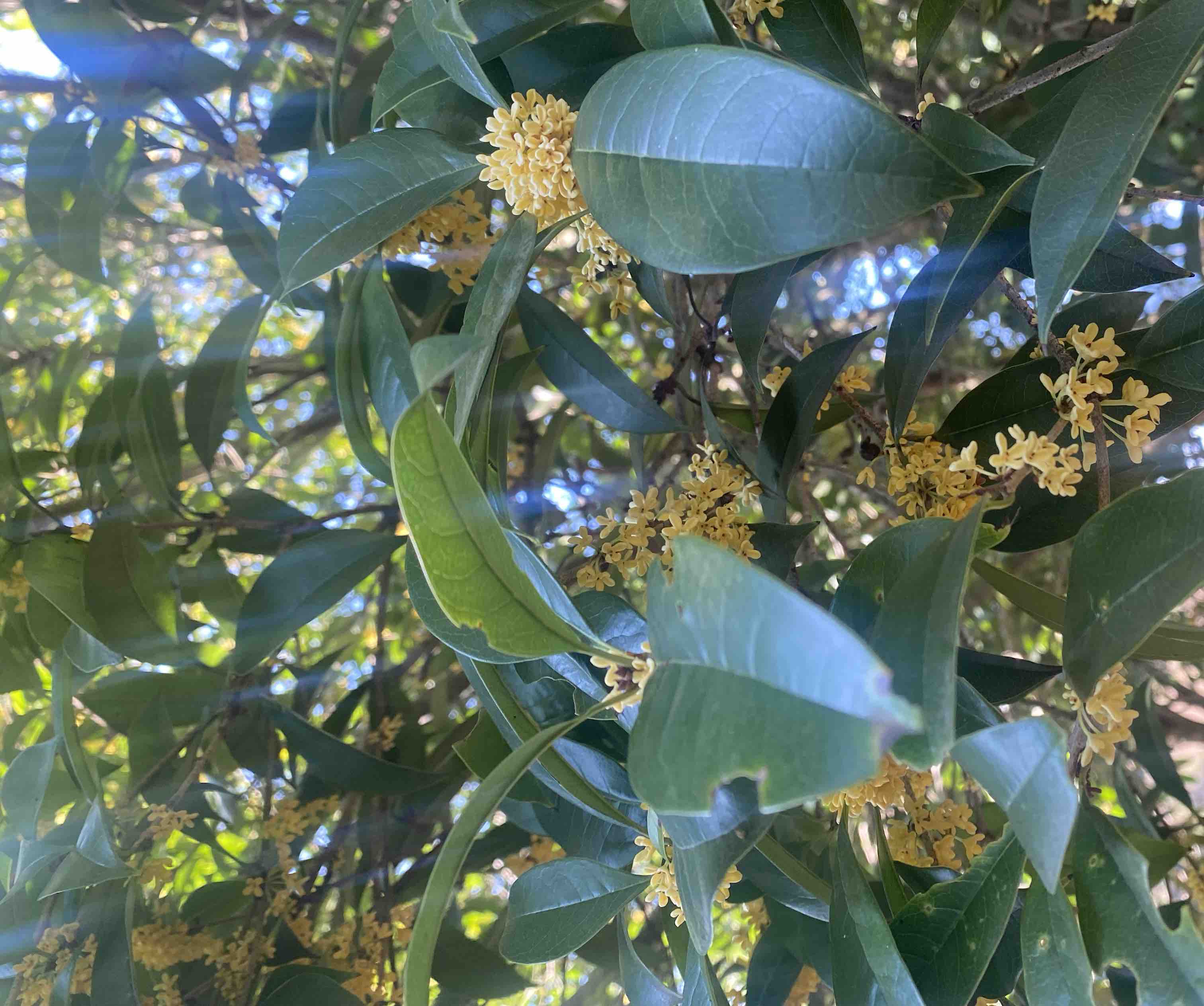 园林景观中一株高大的丹桂树,枝头挂满金黄色花朵,游客驻足欣赏,陶醉于花香之中 园林中的丹桂景观