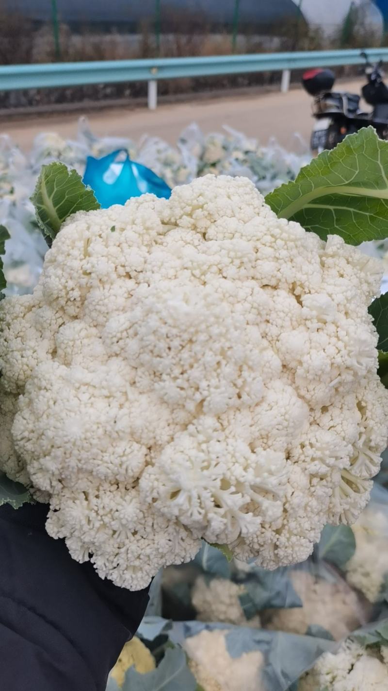 100多亩松花