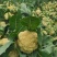 100多亩松花