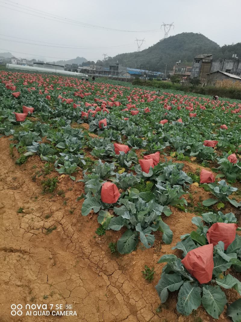 100多亩松花