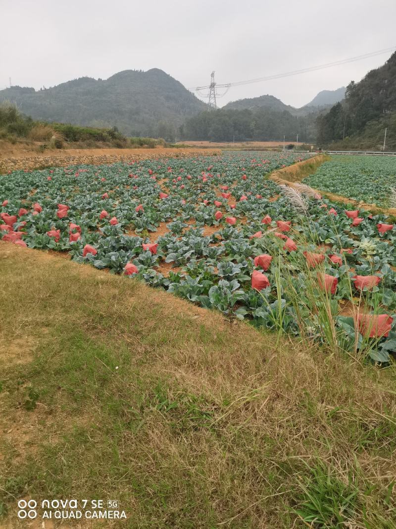 100多亩松花