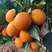 纽荷尔脐橙长虹脐橙挂树鲜橙地头果园现摘可视频看货
