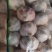 山东金乡大蒜量大从优品质保证产地直发量大从优欢迎来电联系