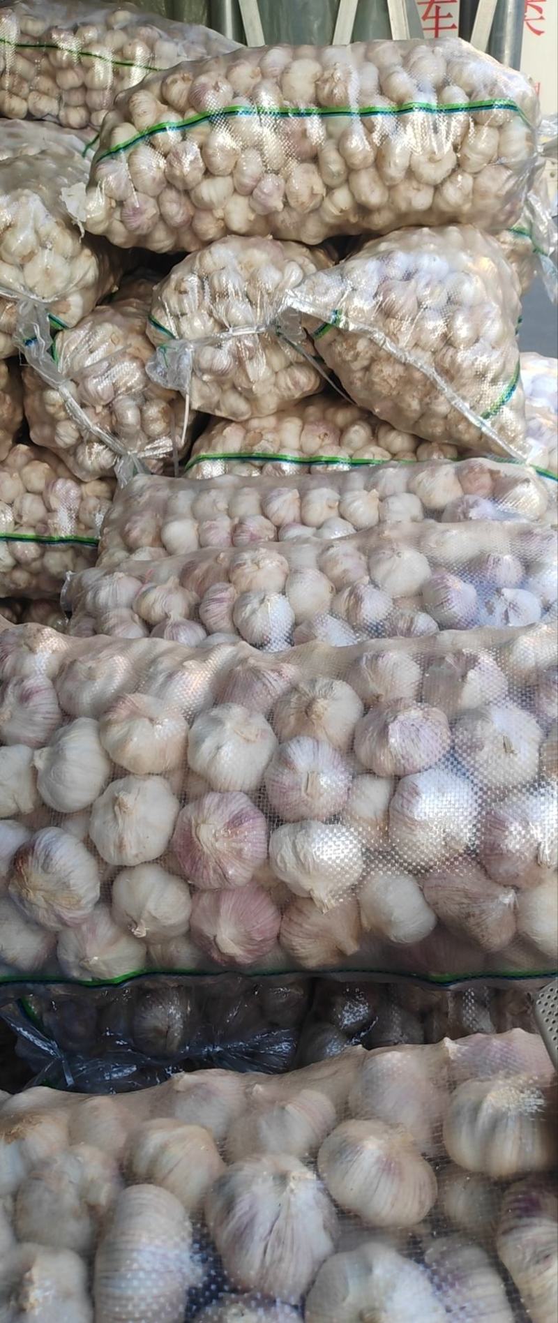 山东金乡大蒜量大从优品质保证产地直发量大从优欢迎来电联系