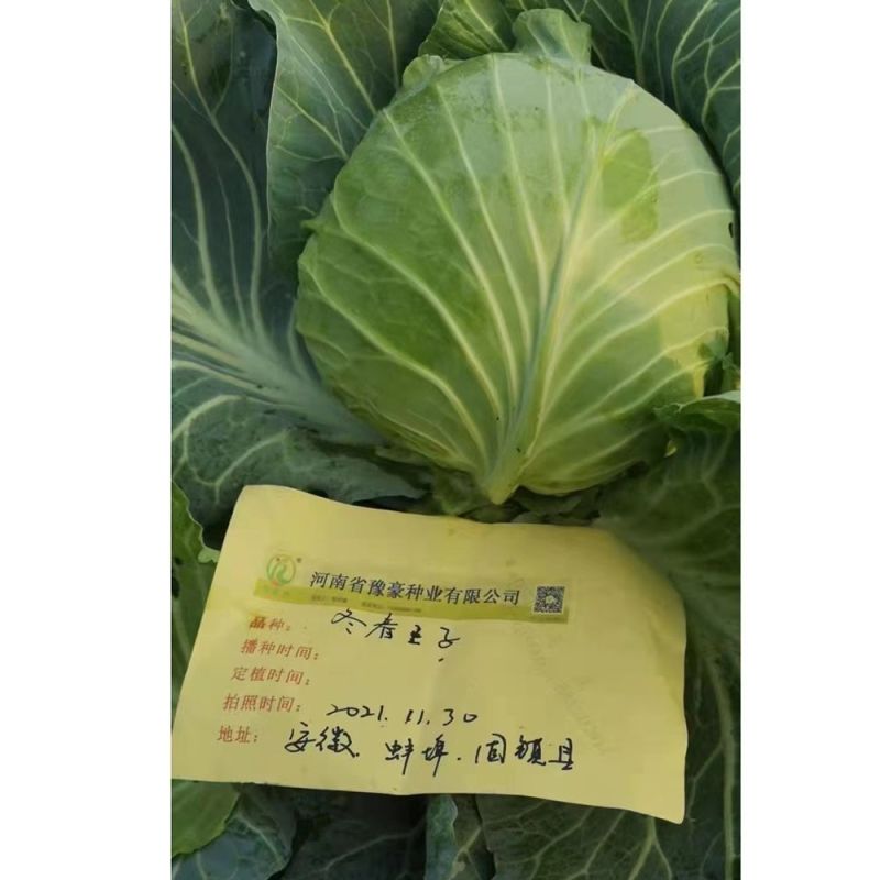 冬春王子越冬型甘蓝种子耐寒越冬包心菜抗病高产抗雪耐裂球露