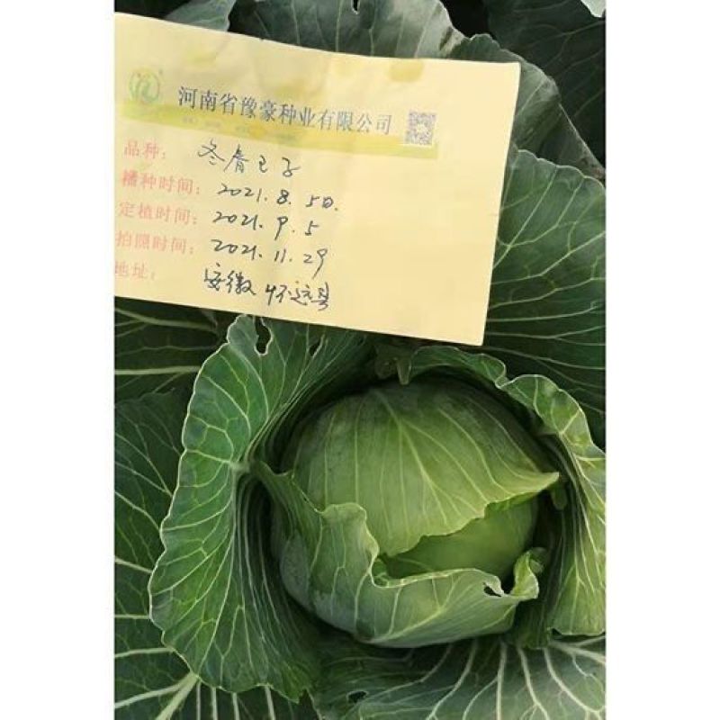 冬春王子越冬型甘蓝种子耐寒越冬包心菜抗病高产抗雪耐裂球露