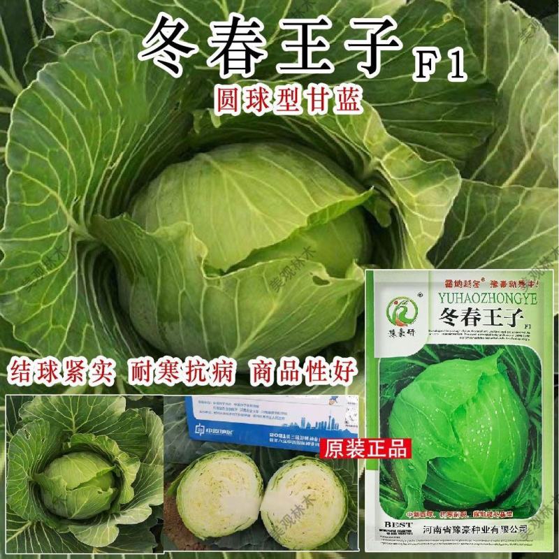 冬春王子越冬型甘蓝种子耐寒越冬包心菜抗病高产抗雪耐裂球露