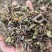 中药材猫须草肾茶批发零售保证质量