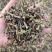 中药材猫须草肾茶批发零售保证质量