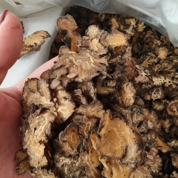 中药材川芎批发零售保证质量