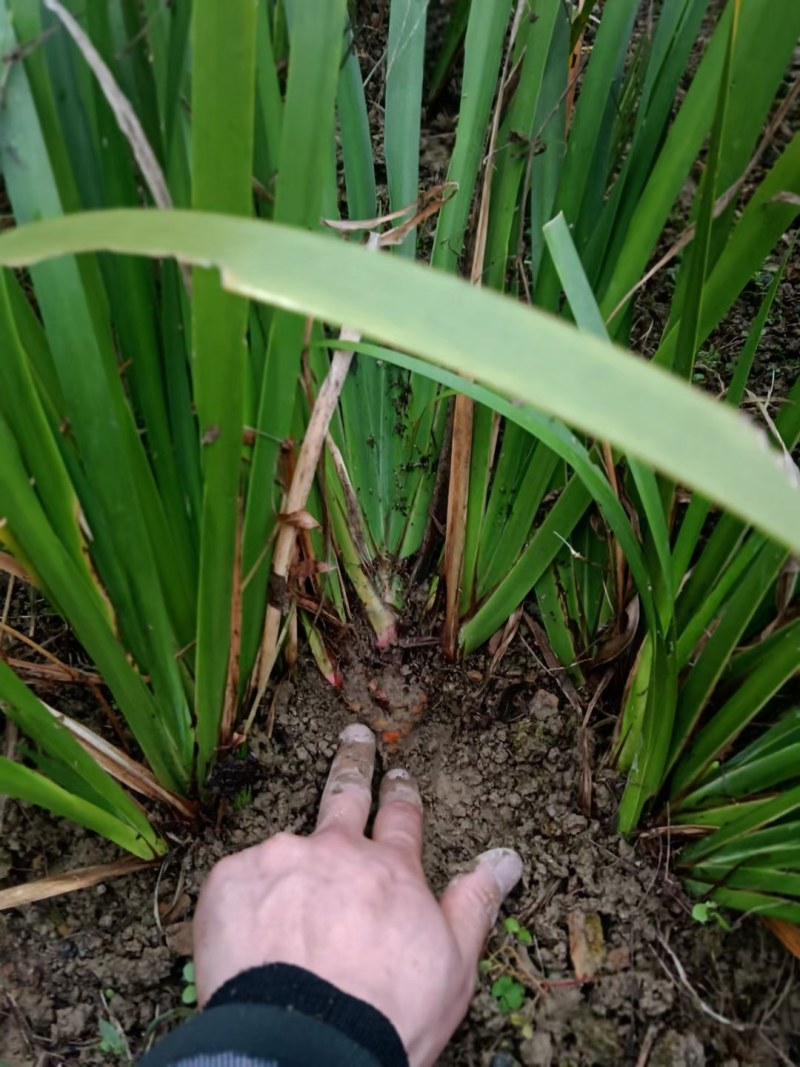 石菖蒲种苗
