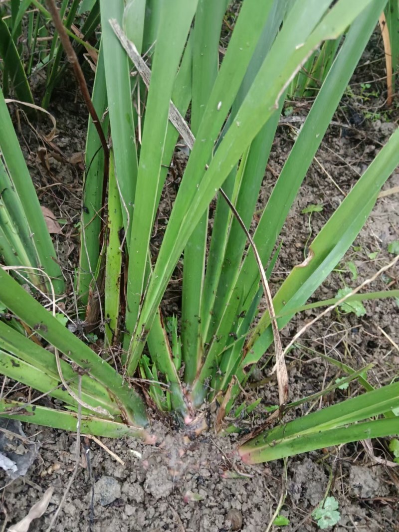 石菖蒲种苗