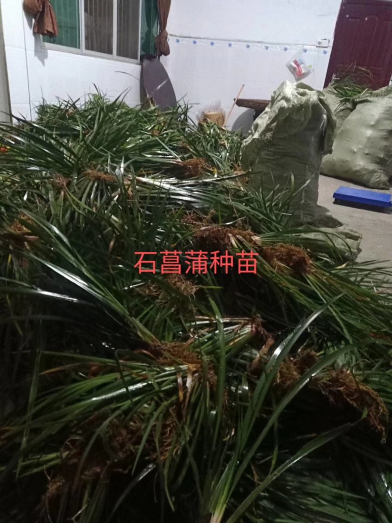 石菖蒲种苗
