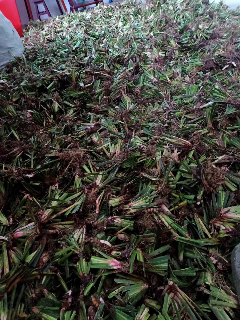 石菖蒲种苗