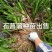 石菖蒲种苗